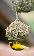 Golden weaver bird building nest
