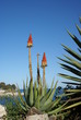 Aloe Arborescens fiorita