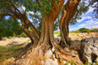 Olivenbaum Stamm - olive tree trunk 12