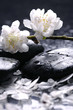 Black stones and flower, petal - Spa still life