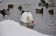 Höckerschwan