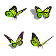butterfly collection, different views