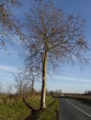 Arbre en bordure de route