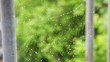 spiderweb with drops of water waving by wind
