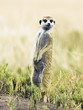 Erdmännchen in Savanne
