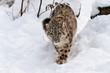 Schneeleopard