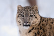 Portrait Schneeleopard