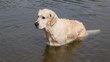 dog standing in water of lake