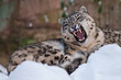 Schneeleopard