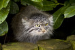Photo: tiny cat tiny cat