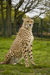 Photo: proud cheetah proud cheetah