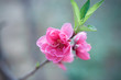 Peach blossom close-up Peach blossom close-up