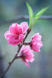 Peach blossom close-up Peach blossom close-up