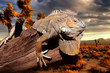 iguana at sunset
