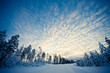 winter landscape