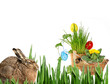 easter rabbit and easter eggs
