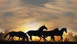 horses in sunset