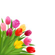 Tulips Tulips