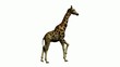 Video: Giraffe Running Giraffe Running