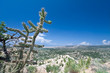 Bajada Cylindropuntia Imbricata Cane Cholla, Aluvial Fans NM USA