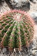 Cactus Cactus