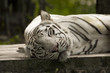Tigre bianca