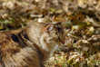 Gatto mimetizzato