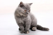 Cat 1