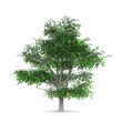 Der Baum - freigestellt 05