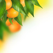 Ripe Tangerines growing. Border design