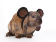 lop eared rabbit wearing mouse ears headband, isolated lop eared rabbit wearing mouse ears headband, isolated