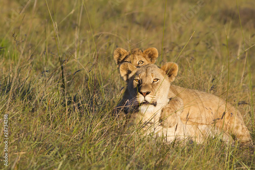 Photo: Lioness and lion cub Lioness and lion cub