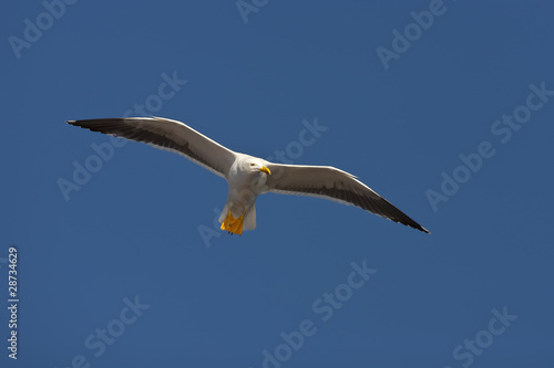 Photo: Seagull Seagull