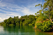 A river flowing through a rainforest