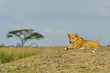 A female of lion A female of lion