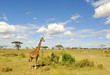 Giraffa in Serengeti NP Giraffa in Serengeti NP