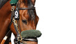 Face of Race Horse