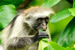Zanzibar red colobus is eating young leaves Zanzibar red colobus is eating young leaves