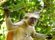 Adult of zanzibar red colobus Adult of zanzibar red colobus