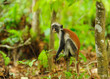Young zanzibae red colobus Young zanzibae red colobus