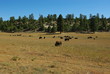 prairie