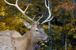Elk