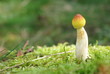 einzelner Pilz