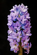 blue hyacinth with drops on black