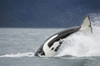 Killer whale tail