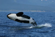 Killer whale breaching Killer whale breaching