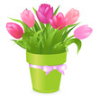 Pink Tulips Pink Tulips