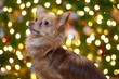 Foto: Christmas Chihuahua Christmas Chihuahua