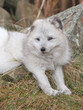 artic fox laying down