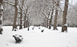Winter in Green Park